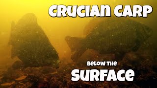 Float fishing for Crucian Carp - with underwater footage