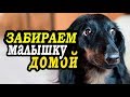 VLOG: Трогательная встреча с щенком/аэропорт/такса