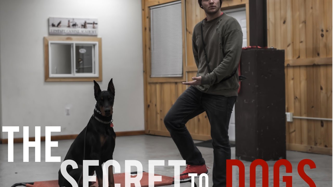 America's Canine Educator The SECRET every dog owner NEEDS to know