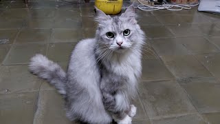 Happy Sunday 😺 Gerry the cat