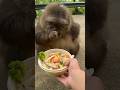 Discover the Viral Charm of Xing Xing, the Chinese Monkey, Enjoying Delicious Food! #short #xingxing