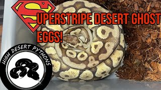 Superstripe Desert Ghost Eggs! | High Desert Pythons Profile