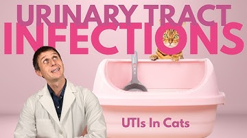 Urinary Tract Infections (UTIs) In Cats