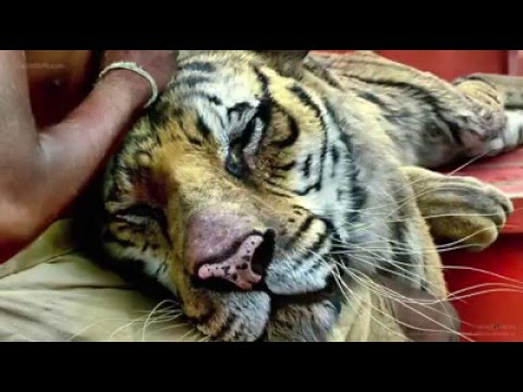 როგორ იღებენ საშიშ სცენებს