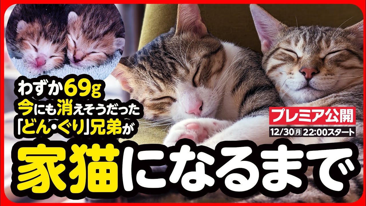 感動】わずか69gで生まれた子猫が 幸せな家猫になるまで【まとめ