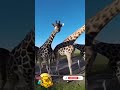 Funny animals moment part 503 #funny Videos #funnyvideo