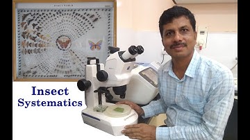 Insect systematics Lecture 7 Order Orthoptera