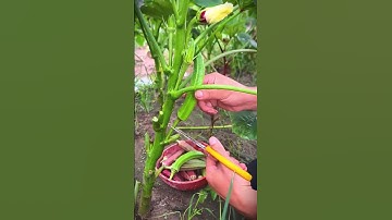 A simple smart tool that is useful for harvesting okra more neatly #shorts