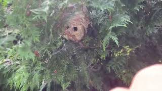 How Yellow Jacket Nests Grow | Organic Removal for Medical Use | The YellowJacket Expert