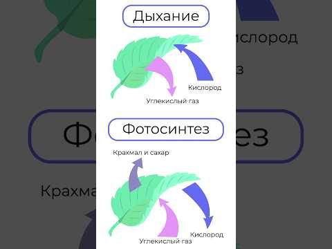 Кислород - как он появился и что его вырабатывает? Часть 2, первые бактерии #shorts