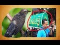 BURUNG KEDASIH BURUNG PEMBAWA PESAN KEMATIAN