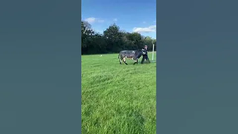 Watch the video about BRITISH BLUE PEDIGREE BREEDING BULL