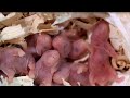 A female hamster gave birth to many babies . The first time I saw baby of this size and number.