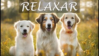 Música para Acalmar Cães Ansiosos e Nervosos (Funciona mesmo)