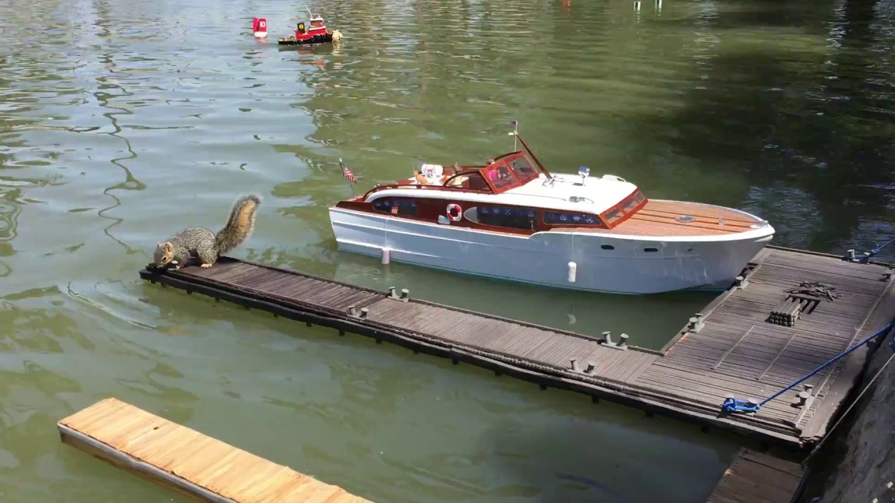 Swimming Squirrel Thinks He's an RC Model Boat! YouTube