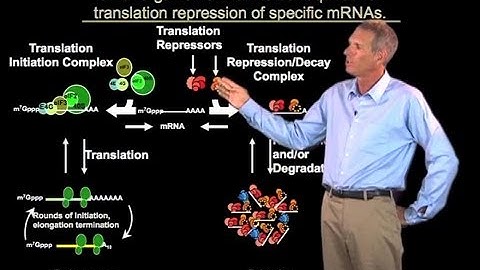 Competition of cytoplasmic mRNA functions - Roy Parker (Boulder/HHMI)