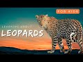Learning about leopards  little lab  kids educational