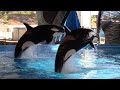 Orca Encounter (Full Show) - SeaWorld San Antonio - March 21, 2021