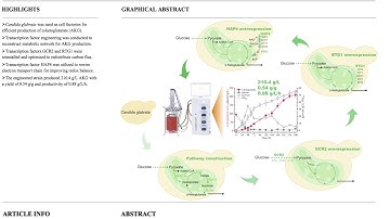 Engineering yeast for sustainable α-ketoglutarate production