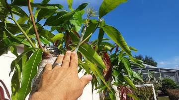 Grafting mangoes three varieties on one tree