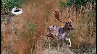 Hunting fallow stag - how to call in fallow deer