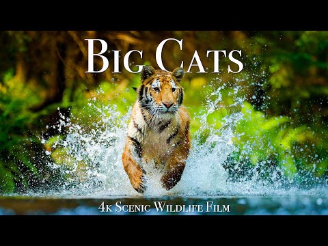 Big Cats Of The World Scenic Wildlife Film With Inspiring Music