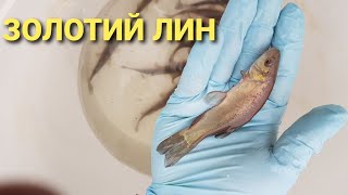 видео: Розведення лина як бізнес ідея.Одна з найкращих риб, для заробітку.Запускаю картинка: Розведення лина як бізнес ідея.Одна з найкращих риб, для заробітку.Запускаю