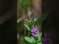 Human Composting, Soil Transformation, or Natural Organic Reduction? | Earth Funeral FAQs