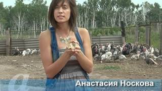 Амурский фермер надеется, что санкции помогут ему продвинуть индюшатину на мясном рынке ... Амурский фермер надеется, что санкции помогут ему продвинуть индюшатину на мясном рынке ...