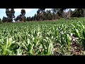 Maize farming in Kenya-Rift Valley...Best Variety
