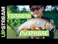 Роздача ГОЛАВЛЯ на Дністрі / Роздача голавля на Днестре | UPSTREAM