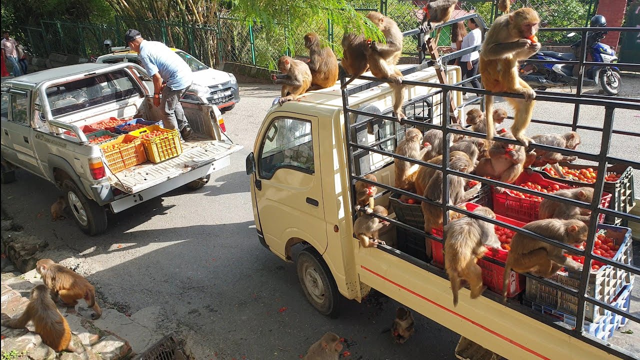 One Truck Tomatoes for wild Monkeys feeding street dogs too YouTube