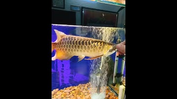 Cá rồng ăn thạch sùng