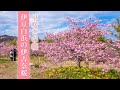 【桜2022🌸】伊豆の白浜伊古奈桜 | 白浜桜の里 | 早咲きの桜🌸 | Ikona Sakura in Izu Shirahama