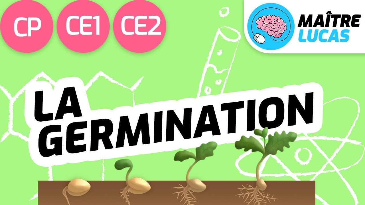 La Germination Sciences Questionner Le Monde Cp Ce1 Ce2 Cm1 Cm2 Cycle 2 Cycle 3 Youtube