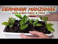 Germinar Manzanas Rápido || Sembrar y Cultivar Manzana || Germinar semillas de Manzana || Huerto