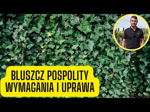 Wideo: Czy bluszcze mają wczesne działanie?