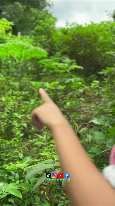 THE GRASS IS VERY THICK ⁉️ #trending #viral #reels #trandingshorts