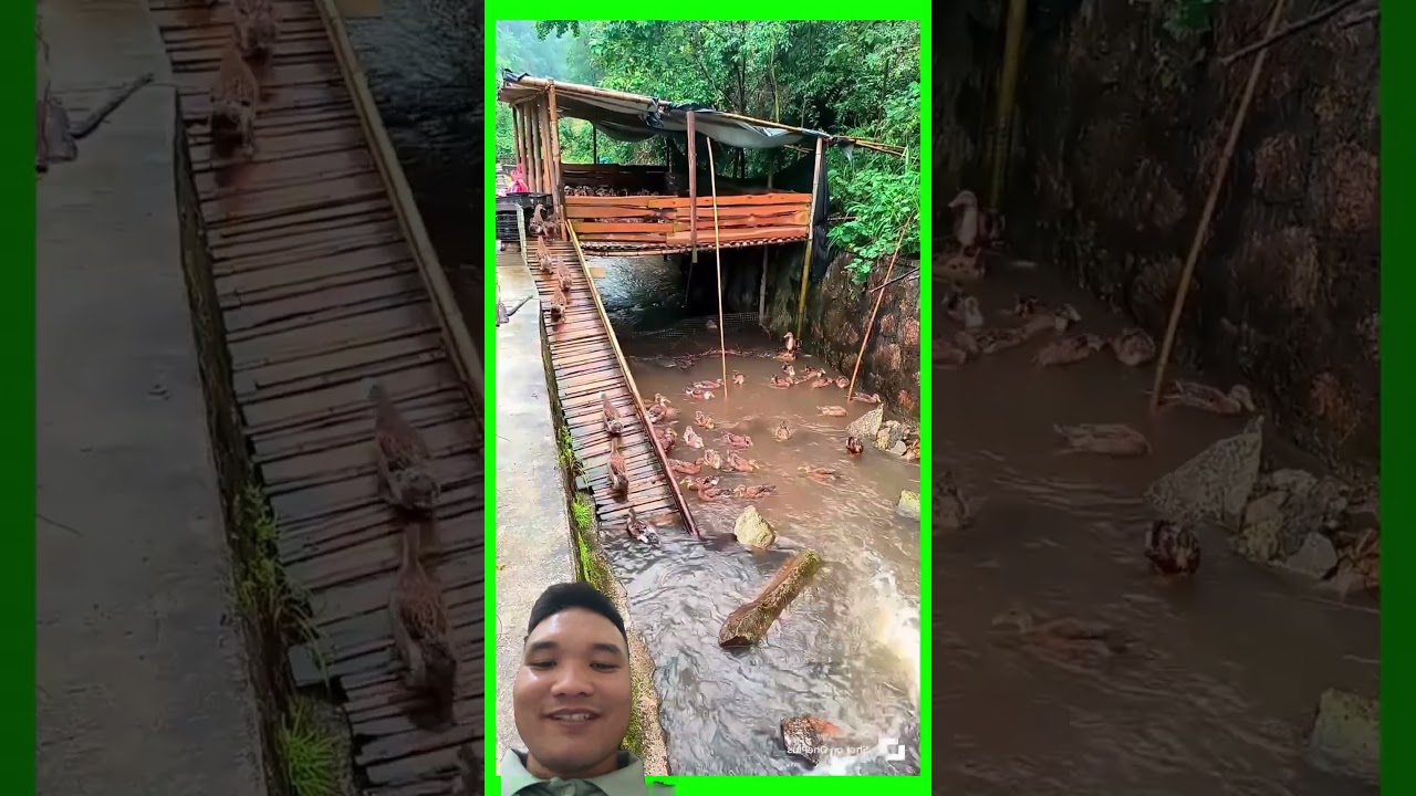 Nuôi Vịt Trên Mặt Suối #satisfying