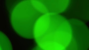 Free HD Bokeh Green Lights Particles Smoke Graphic Effect | Free Animated Motion Background