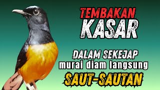 Murai batu gacor TEMBAKAN BRINGAS ampuh untuk MERANGSANG EMOSI murai malas bunyi !! langsung EMOSI