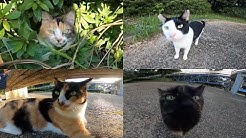 Mii Chan Is Catみーちゃんは猫である Youtube