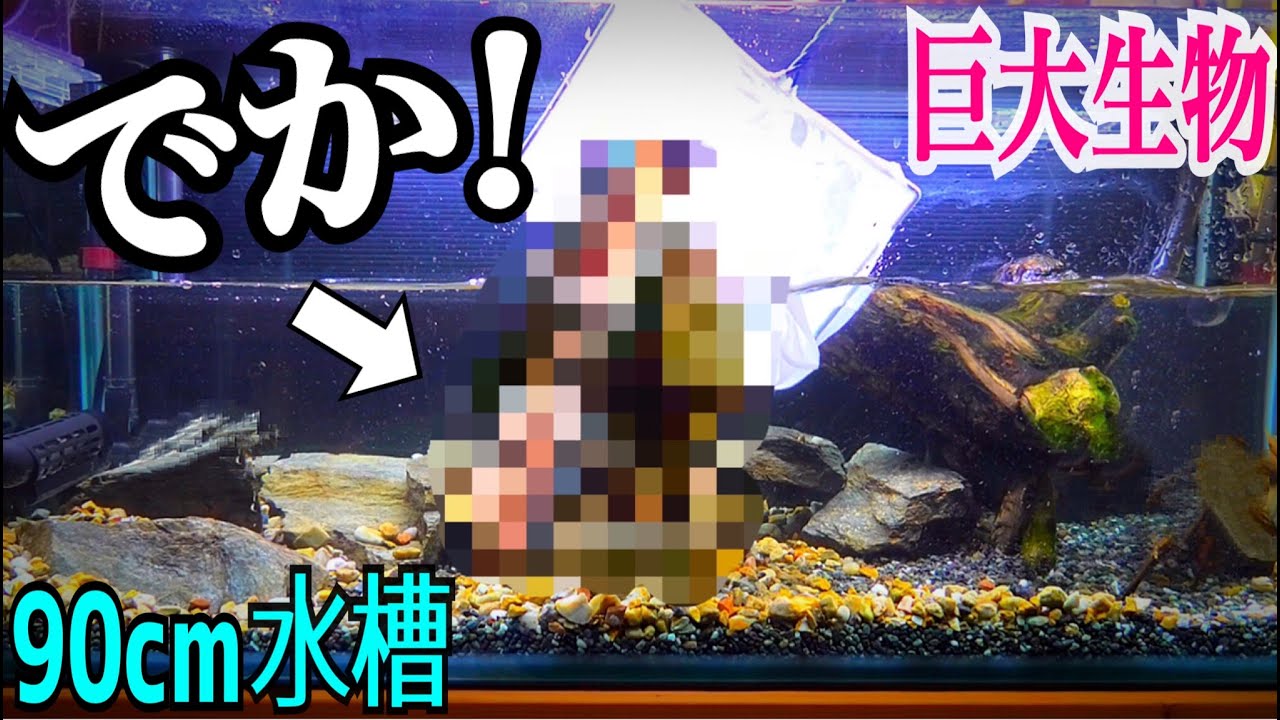 食用の凶暴な巨大生物を90cm水槽で飼育する!【水槽立ち上げ 食用の凶暴な巨大生物を90cm水槽で飼育する!【水槽立ち上げ