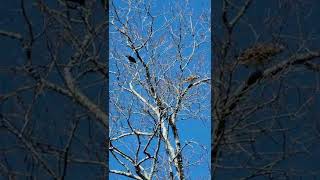 Crow versus Hawk. You want believe what happens. Profile