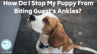 How Do I Stop My Puppy From Biting Guest's Ankles? by VetChat 1,100 views 5 years ago 1 minute, 26 seconds