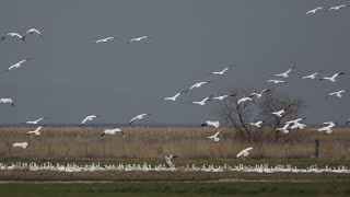 Migrating Snow Geese