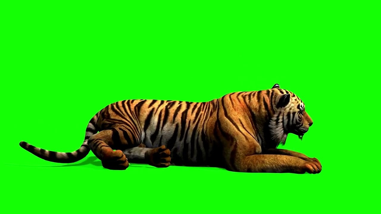 Tiger Sitting Position | Green Screen effect | No Copyright | Free Plugin