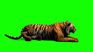 Tiger Sitting Position Green Screen Effect No Copyright Free Plugin