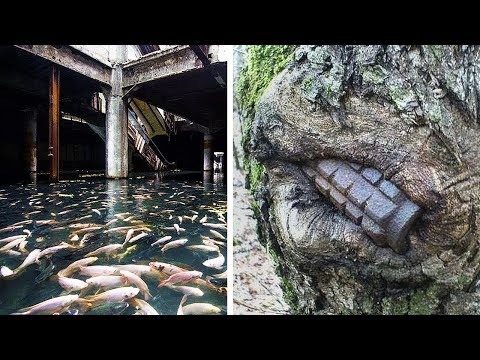La Prueba de Que la Naturaleza Toma el Control de los Lugares Abandonados