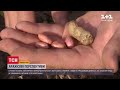 Нові перспективи: в Україні набирає популярності вирощування арахісу